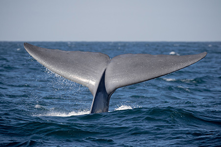 Blue Whale Fluke